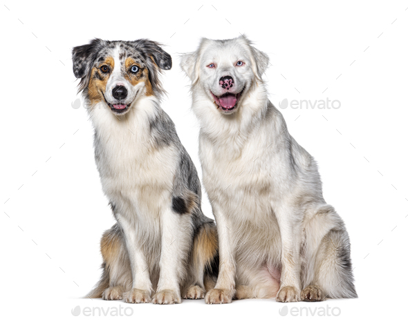 Blue and double merle Australian Shepherd dog together looking at the camera, isolated on white - Stock Photo - Images