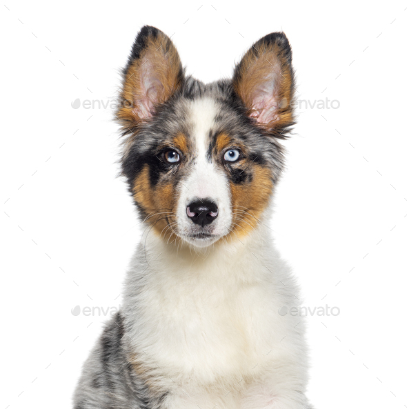 Head shot of a Four months old puppy Blue merle australian shepherd facing at the camera, isolated - Stock Photo - Images