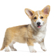 Happy standing and panting Puppy Welsh Corgi Pembroke looking at the camera, 14 Weeks old, isolated - PhotoDune Item for Sale