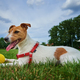 Cute dog walking at green grass, playing with toy ball - PhotoDune Item for Sale