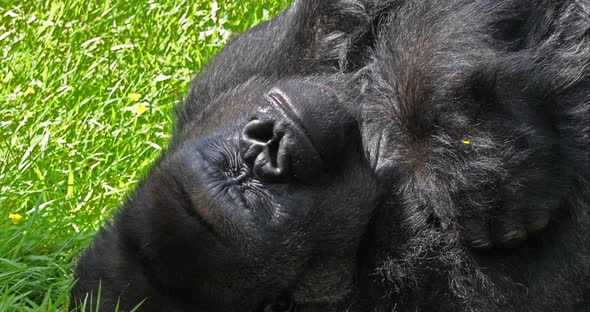 Eastern Lowland Gorilla, gorilla gorilla graueri, Silverback Male Laying down on Grass, Yawning alt