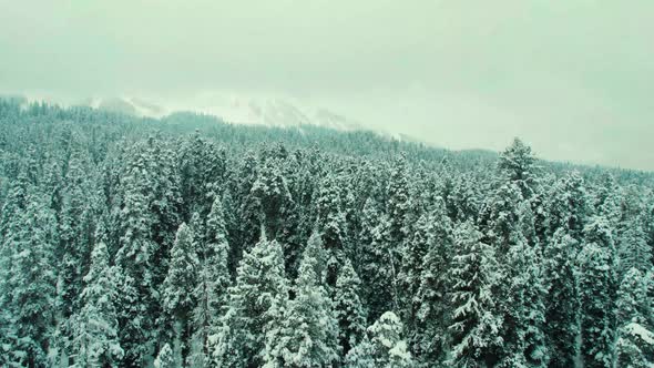 Aerial winter landscape with pine trees of the snow-covered forest in cold mountains at sunrise