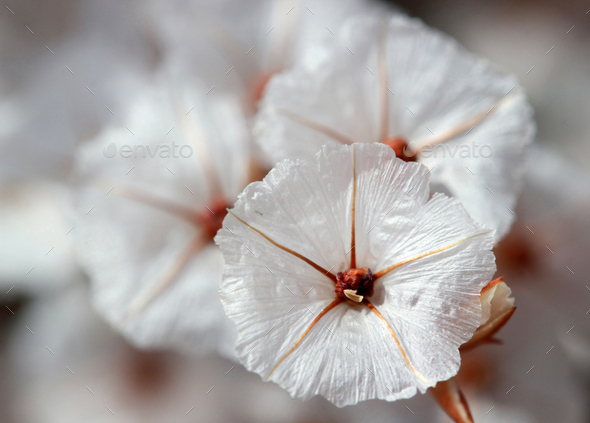 Macro photo of a small white flower ( \