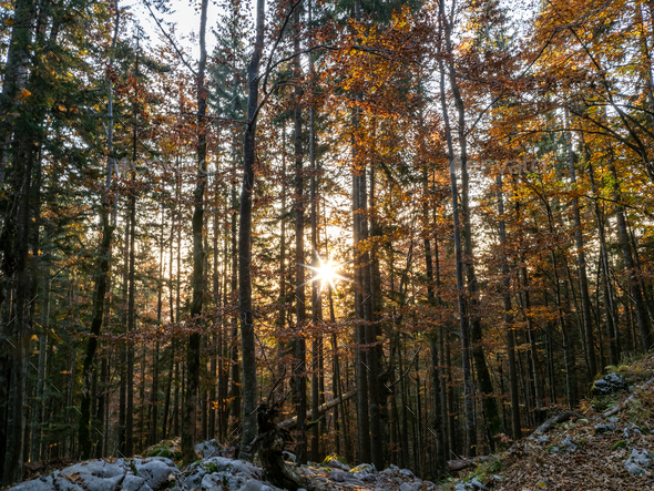 Sunrise between Forest in seven lakes valley hiking trail, Slovenia - Stock Photo - Images