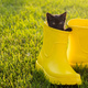 Banner Funny black kitten sitting in yellow boot on grass copy space. Cute image concept for - PhotoDune Item for Sale