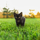 Black curiously kitten outdoors in the grass summer copy space - pet and domestic cat concept. Copy - PhotoDune Item for Sale