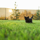 Black curiously kitten outdoors in the grass summer copy space - pet and domestic cat concept. Copy - PhotoDune Item for Sale
