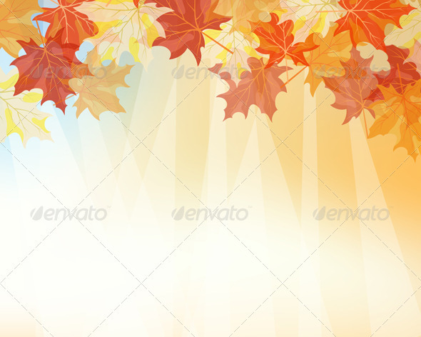 Autumn Maples - Seasons Nature