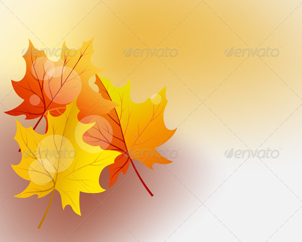Autumn Maples - Seasons Nature