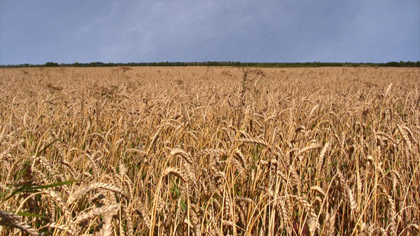 Wheat Field Before The Rain