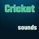 Cricket 2
