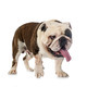 english bulldog in studio - PhotoDune Item for Sale