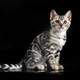 bengal kitten in studio - PhotoDune Item for Sale