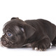 puppy french bulldog in studio - PhotoDune Item for Sale