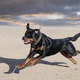 training of rottweiler - PhotoDune Item for Sale