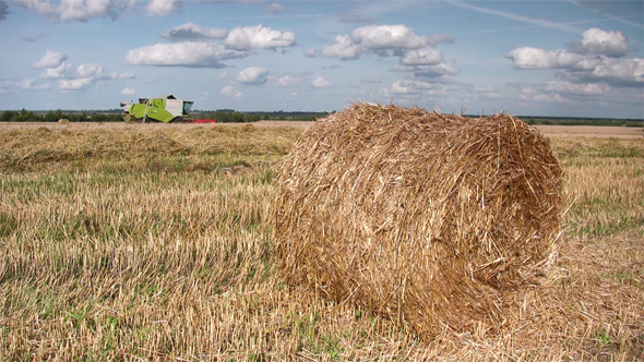Wheat Harvest Season
