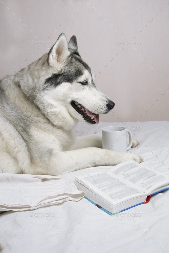 a big husky dog is lying in bed with a book and a cup - Stock Photo - Images
