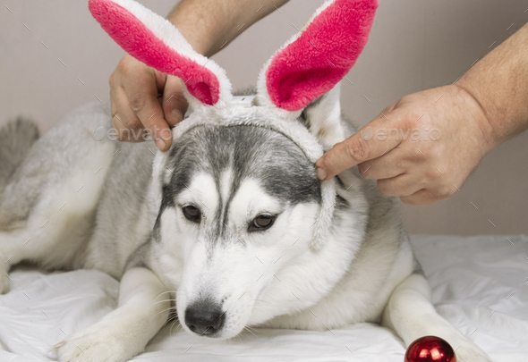 a big husky dog is lying in bed like a man with rabbit ears on his head - Stock Photo - Images