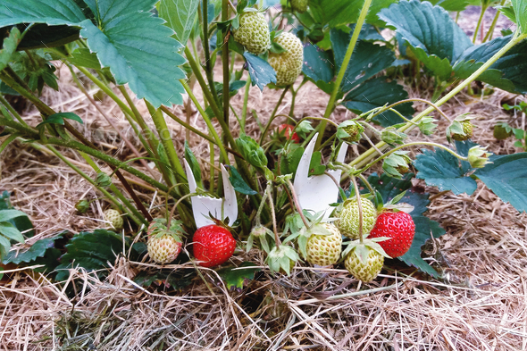 Strawberry plant with berries supported by plastic forks, reusing plastic utensils in garden