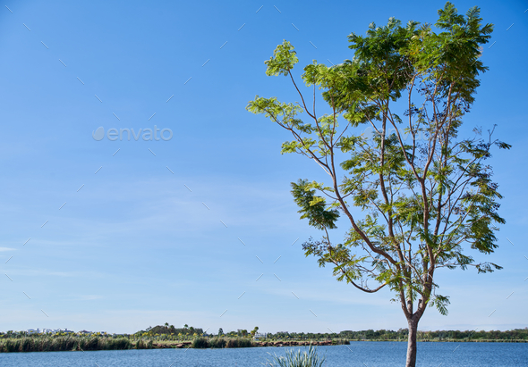 A tree in the breeze on a summertime - Stock Photo - Images
