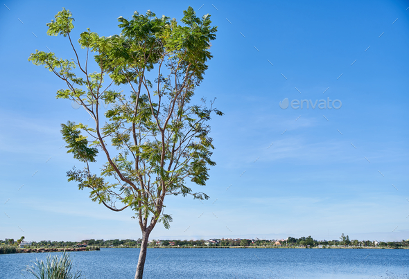 A tree in the breeze in the summertime - Stock Photo - Images