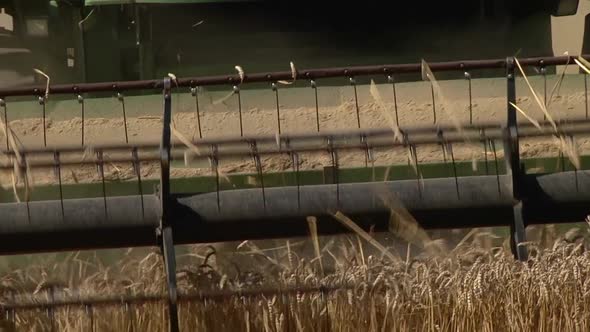 The Combine Harvester Cuts Ears of Ripe Wheat