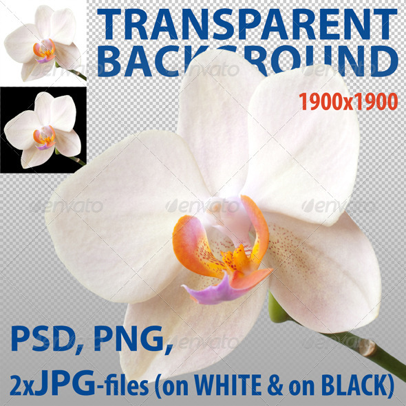 White Orchid Isolated - Nature & Animals Isolated Objects
