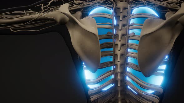 Human Lungs Radiology Exam alt