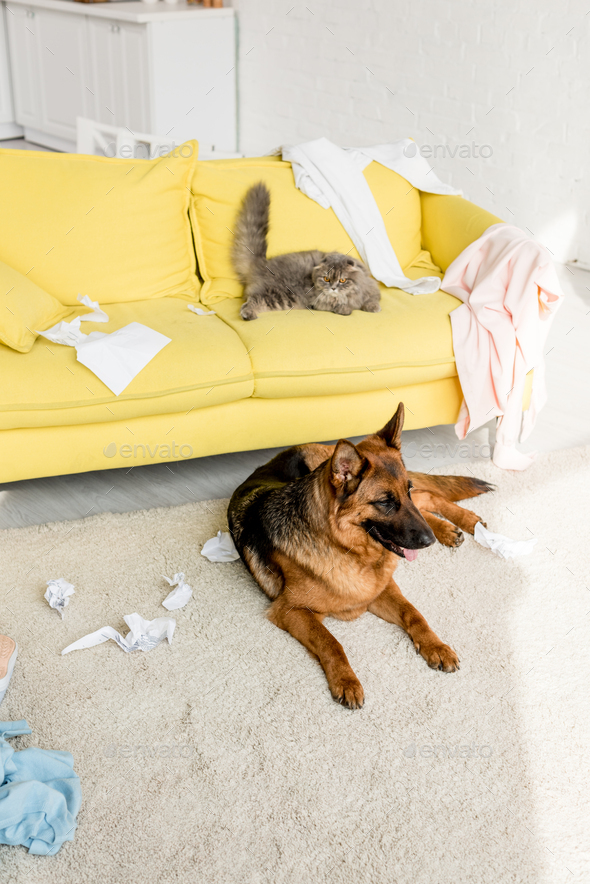 cute and grey cat lying on yellow sofa and German Shepherd lying on floor in messy apartment