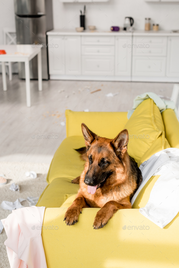 cute German Shepherd lying on bright yellow sofa in messy apartment