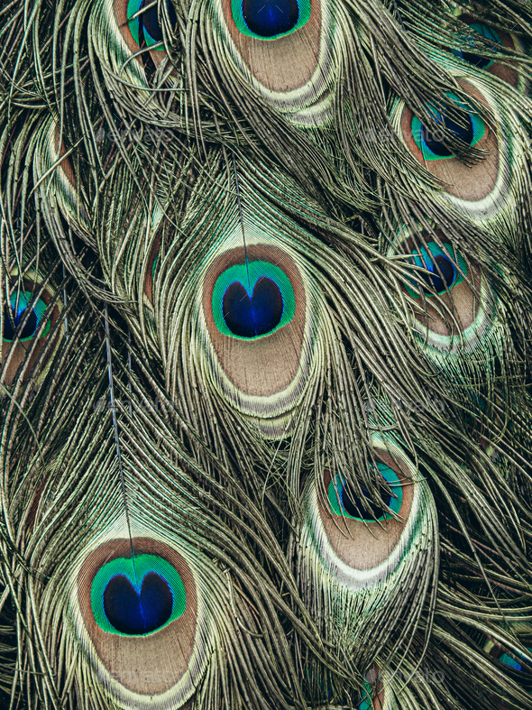 Colorful peacock feathers in pattern. Peacock tail feather in detail ...