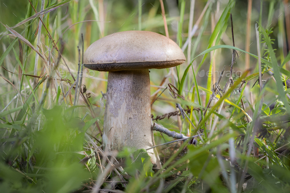 Leccinum scabrum, commonly known as the rough-stemmed bolete, scaber stalk, and birch bolete, edible - Stock Photo - Images