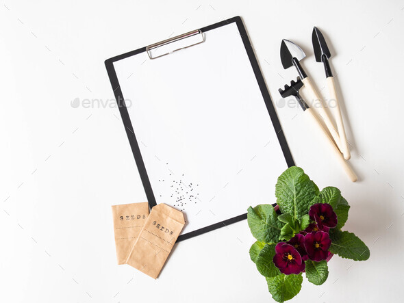 Clipboard and paper for text, burgundy primrose flower, garden tools and seeds