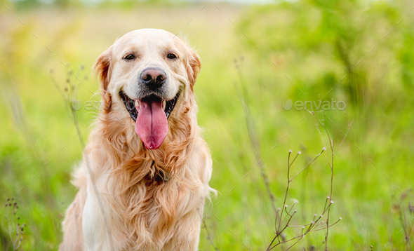 Golden retriever dog outdoors in summer Stock Photo by tan4ikk | PhotoDune