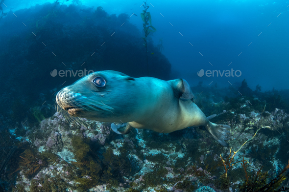 Fast swimming sea lion in California - Stock Photo - Images