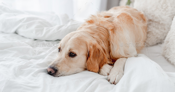 Golden retriever dog in the bed Stock Photo by tan4ikk | PhotoDune