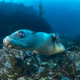 Fast swimming sea lion in California - PhotoDune Item for Sale