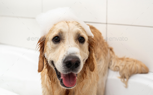 Golden retriever dog with foam on head