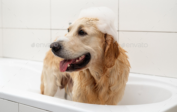 Golden retriever dog with foam on head