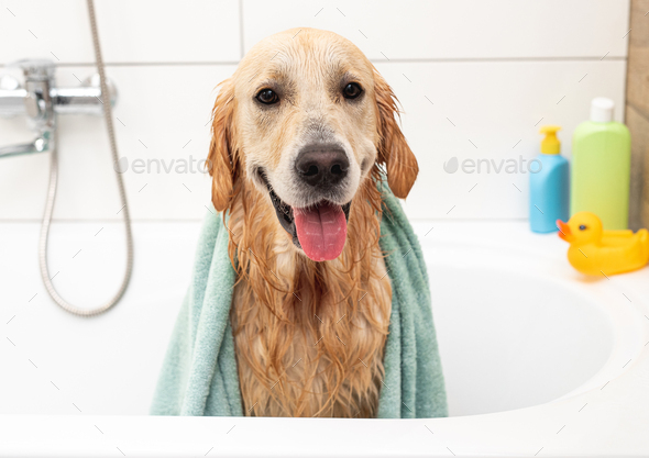 Golden retriever dog in bathtub after washing