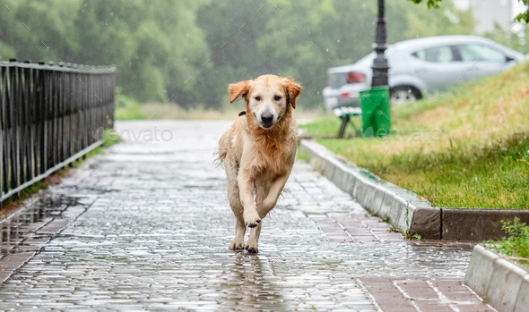 Golden retriever dog running under rain