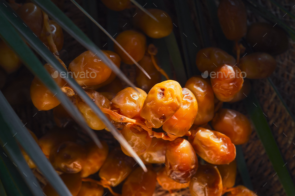 Fresh dates top view on dark background, selective focus.
