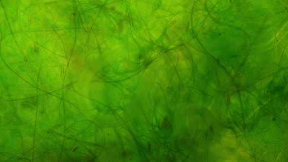 Nematoda Worm Under a Microscope Worm Movement Among Algae Widely Distributed on the Ground is a alt