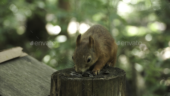 Close up of a cute red squirrel with long pointed ears in a summer scene. Clip. Squirrel sitting on