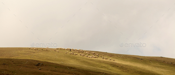 shepherds and sheep