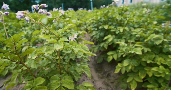 Potatoes grow in the field. green leaves covered with dew. farm. environmentally friendly product.