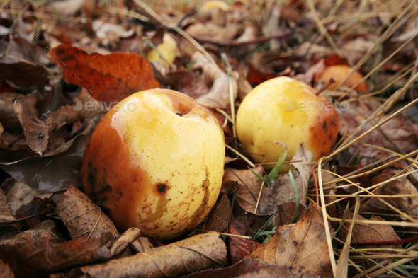Apples fallen from the tree - Stock Photo - Images