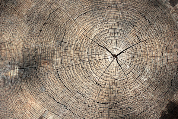 Tree rings texture background Stock Photo by safakc1 | PhotoDune