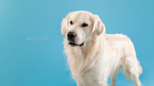 White Background Labrador Retriever Big Dogs Big Large White Top