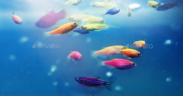 Adding some colour to your aquarium. Shot of a group of various danio in a freshwater fish tank.